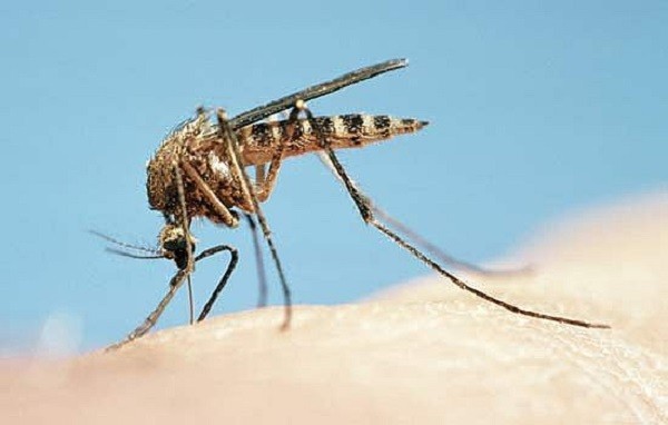 mosquito_bites-26114